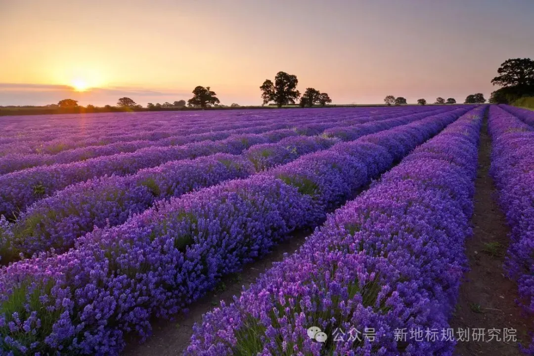 食药用花卉产业的市场前景分析