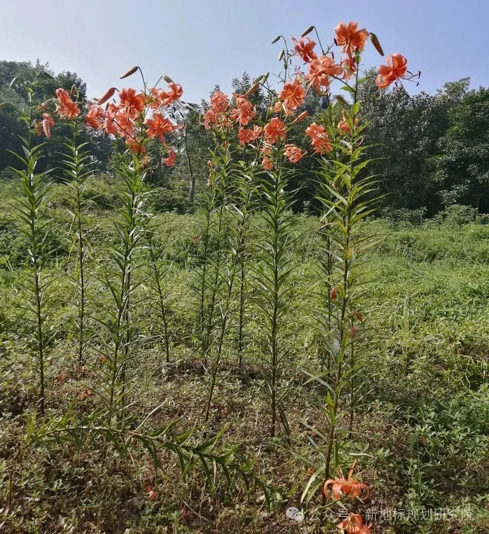 食药用花卉产业的市场前景分析