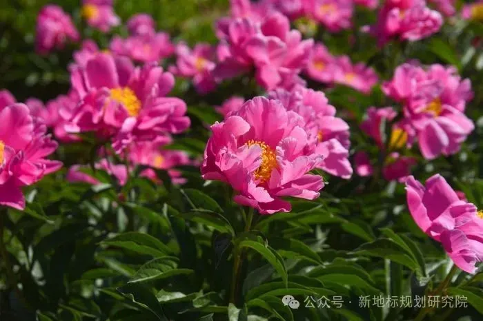 食药用花卉产业的市场前景分析