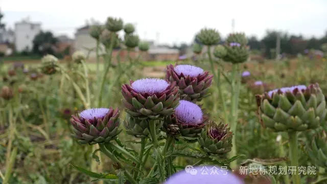 食药用花卉产业的市场前景分析