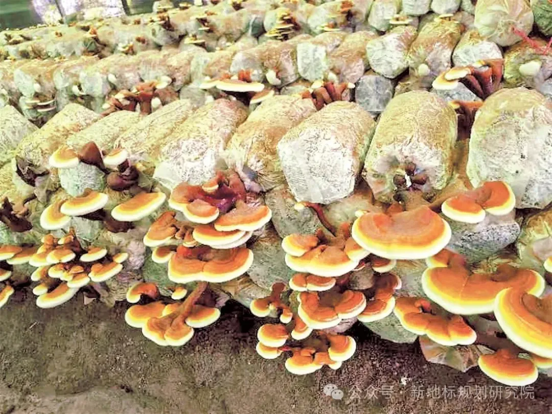 食药用花卉产业的市场前景分析