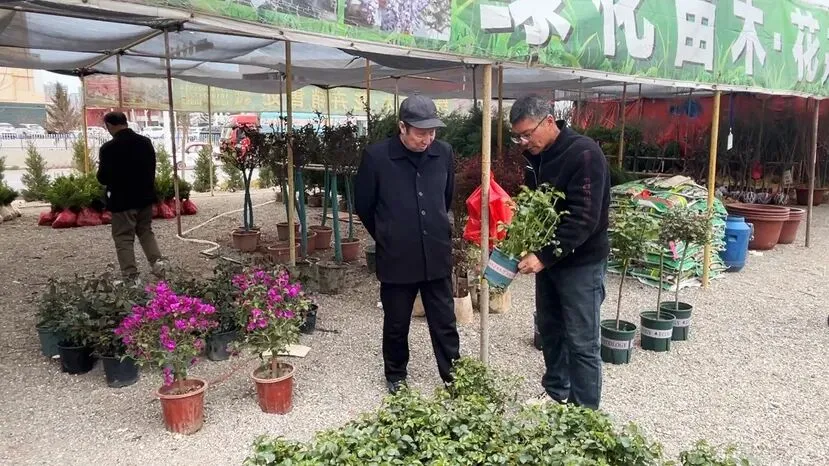 西峰区:苗木市场春意浓 “绿色消费”正升温