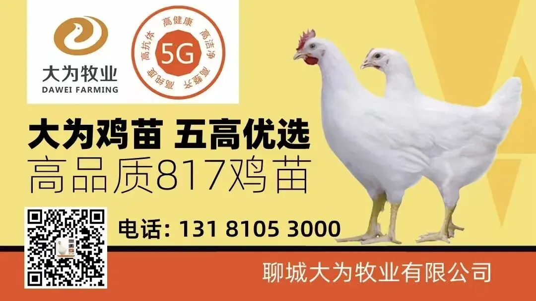 市场持续走低!4月04日小白羽817、麻鸡、蛋鸡官方报价—行情趋势分析