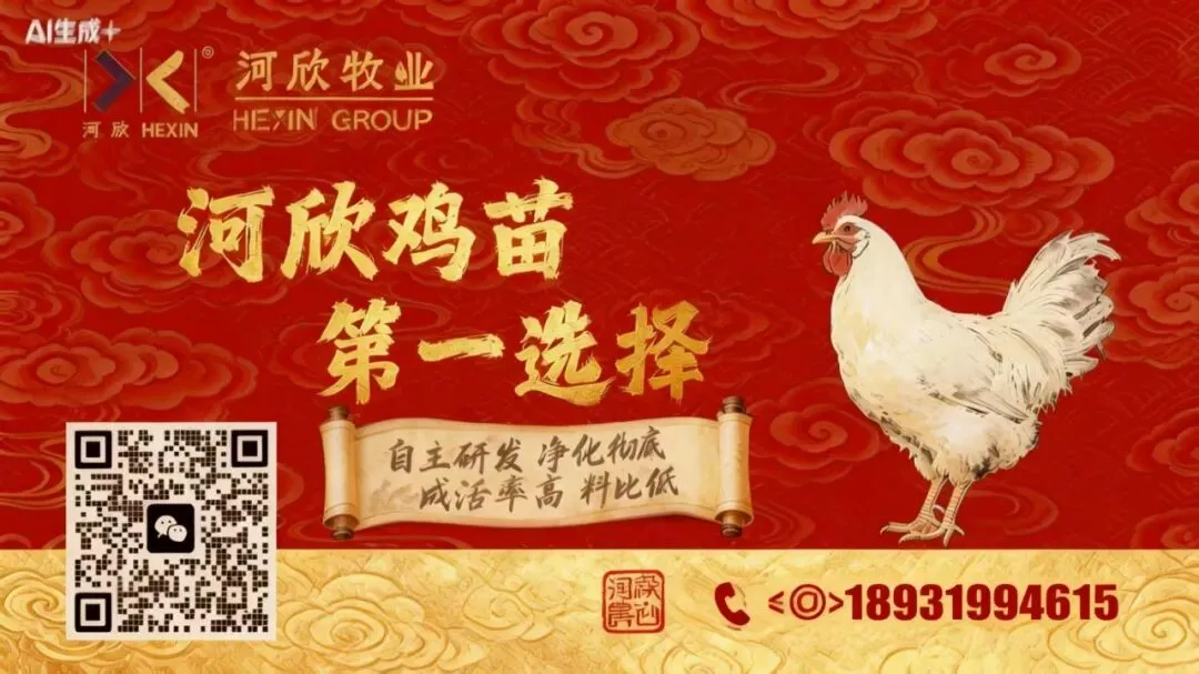 市场持续走低!4月04日小白羽817、麻鸡、蛋鸡官方报价—行情趋势分析