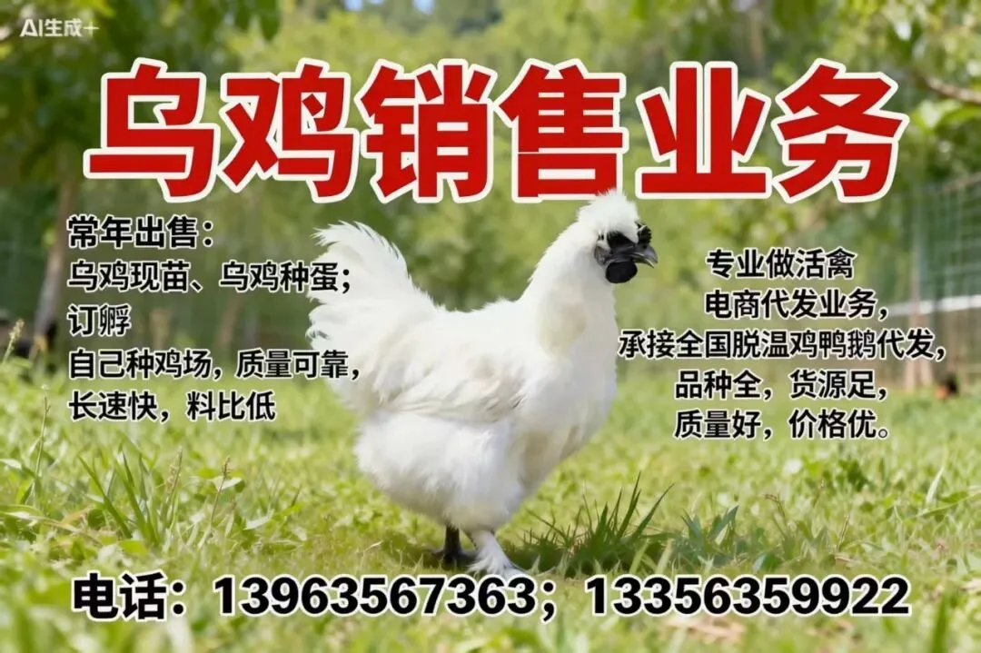 市场持续走低!4月04日小白羽817、麻鸡、蛋鸡官方报价—行情趋势分析