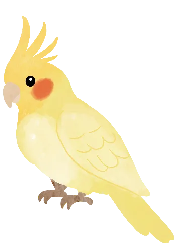 花鸟市场里的飞羽精灵