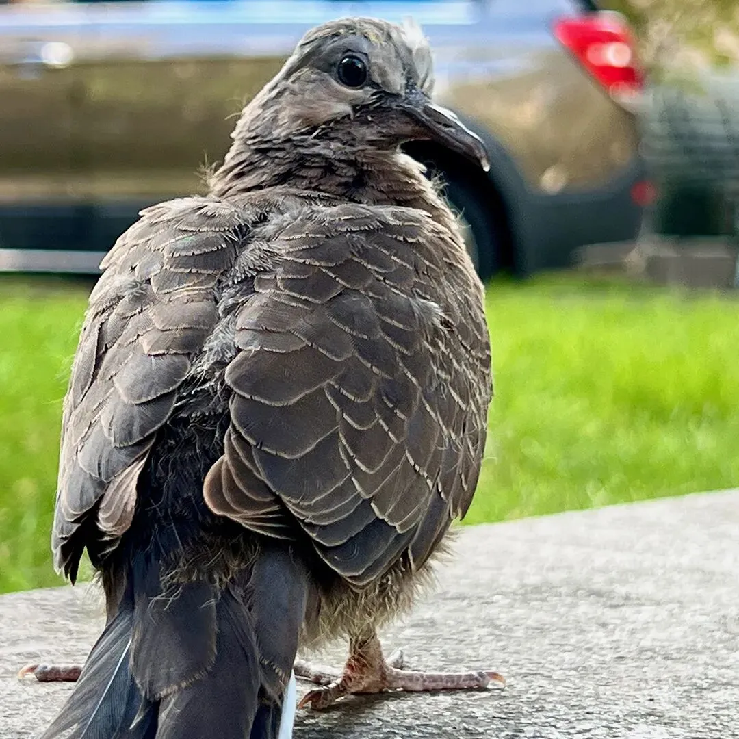 花鸟市场里的飞羽精灵