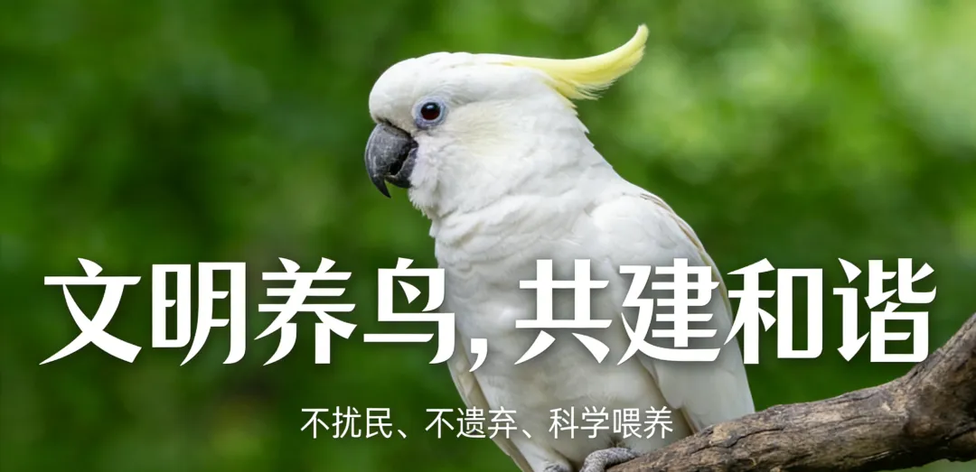 花鸟市场里的飞羽精灵