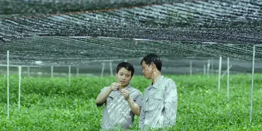 一抹茶香的千面镜:中国抹茶市场的繁荣、迷思与文化回归