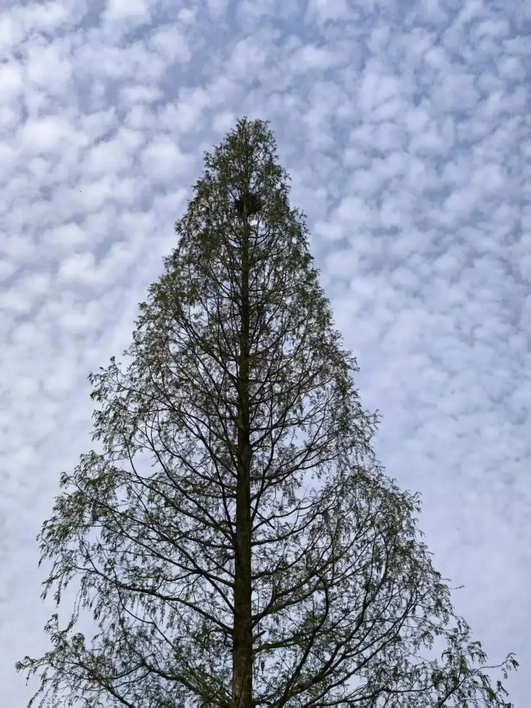 清明节放假,不谈市场,谈谈道家文化中离火运的话题