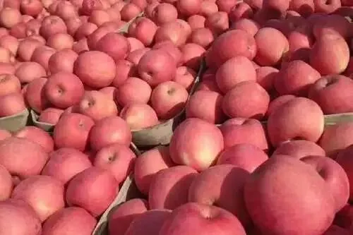 市场苹果价格贵?2026年4月最新苹果价格行情