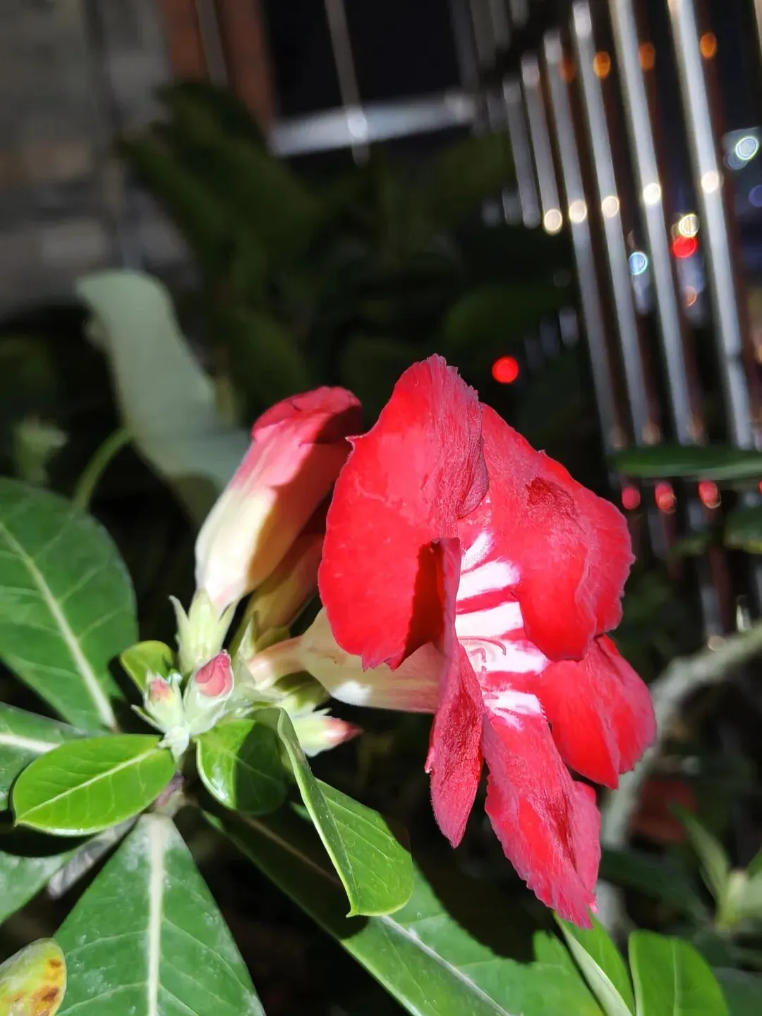 市场圩日(周六)