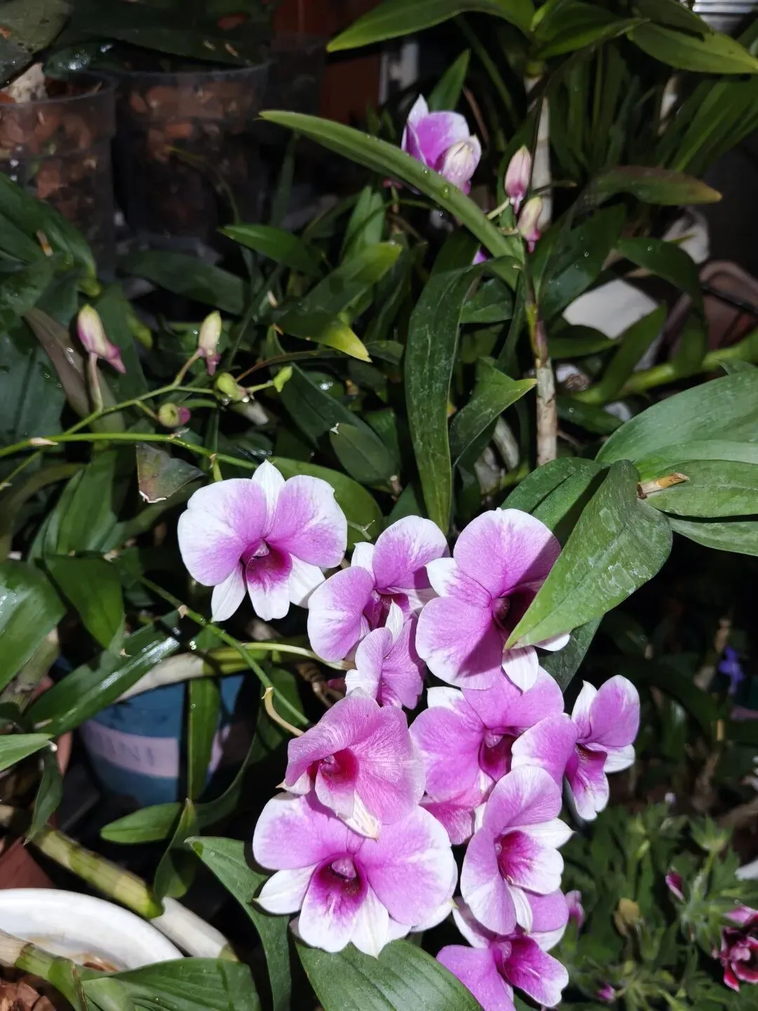 市场圩日(周六)