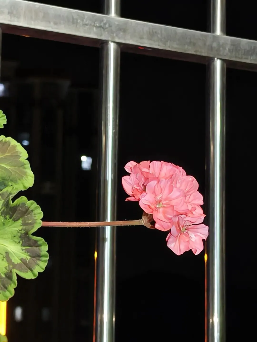 市场圩日(周六)