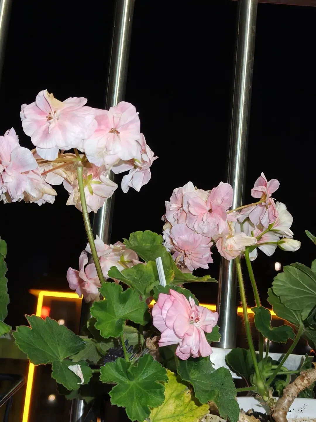 市场圩日(周六)