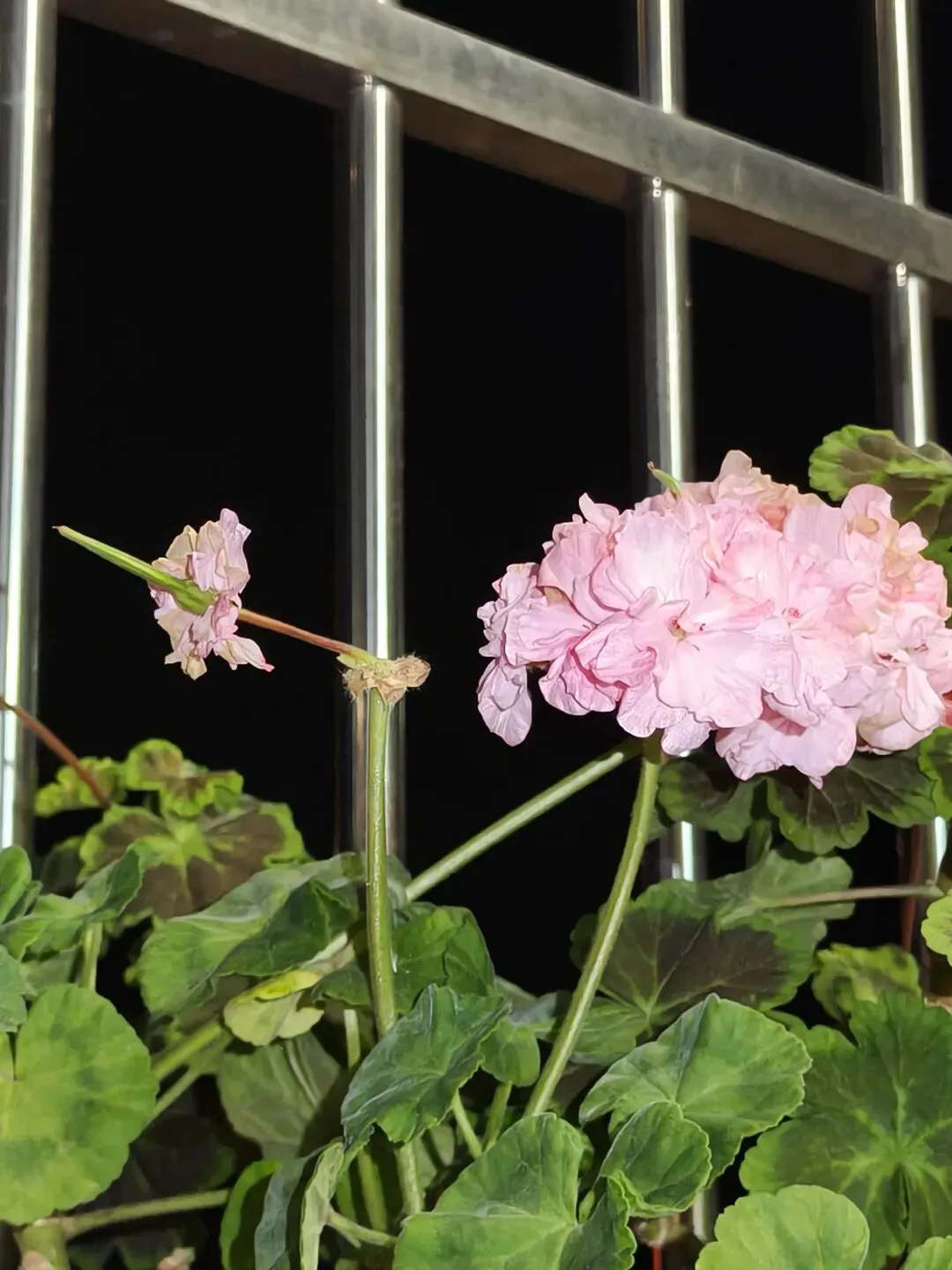 市场圩日(周六)