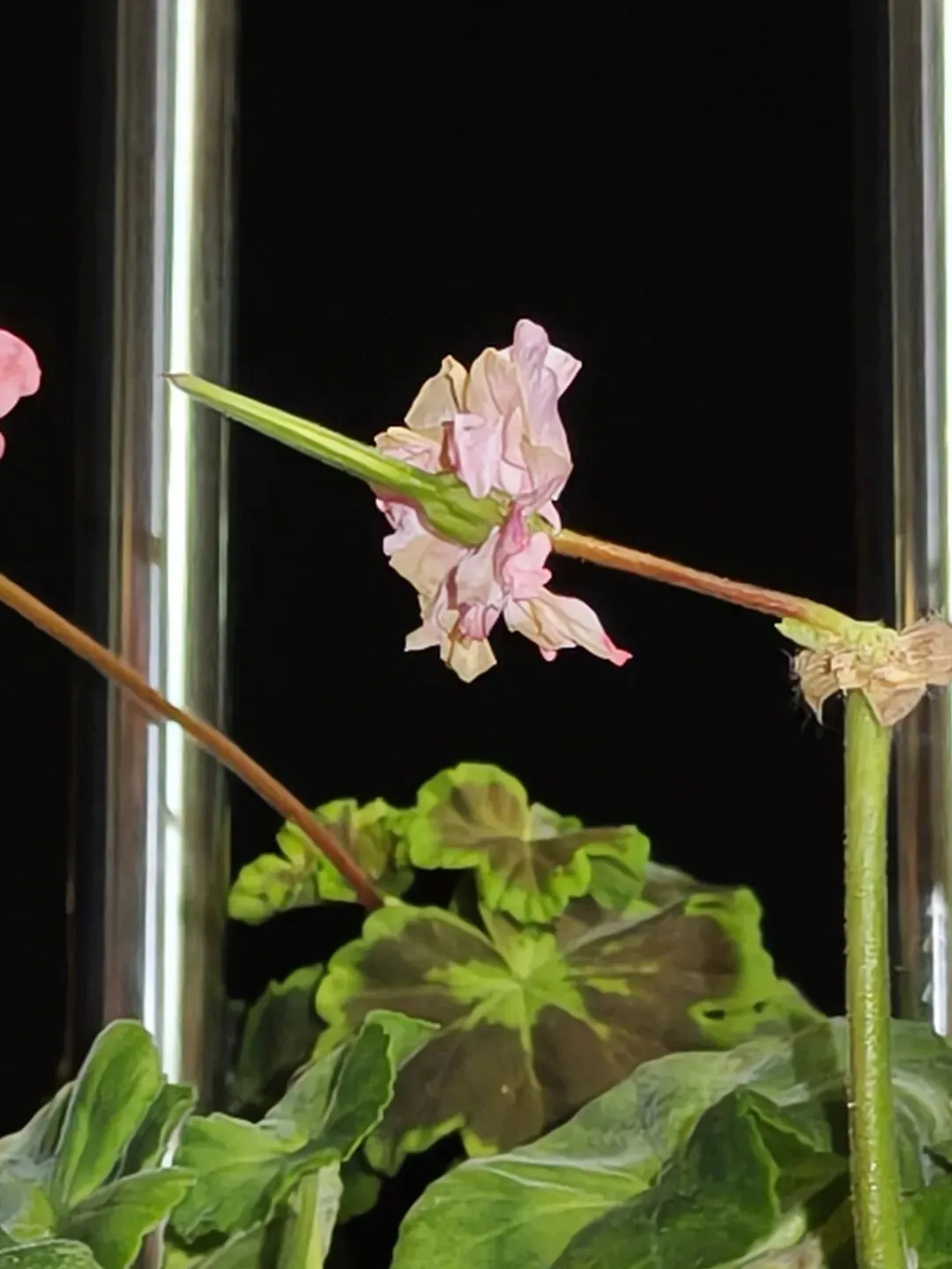 市场圩日(周六)