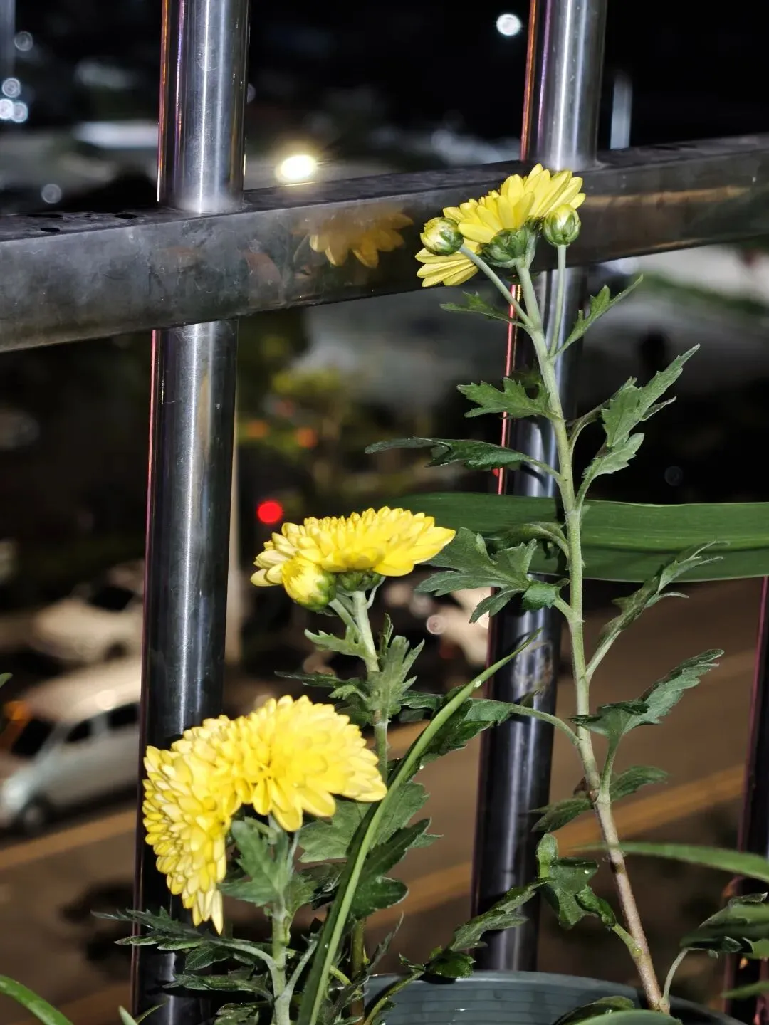 市场圩日(周六)