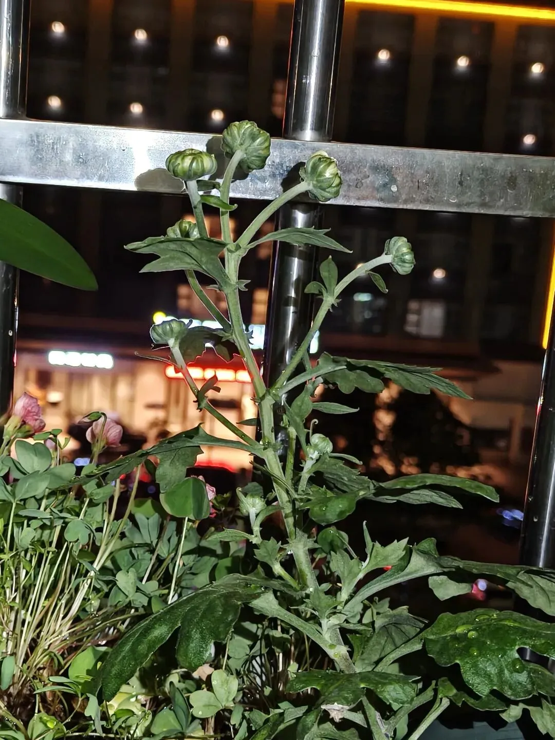 市场圩日(周六)