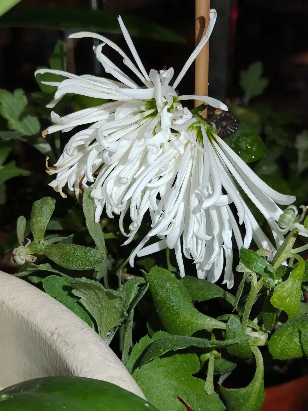 市场圩日(周六)