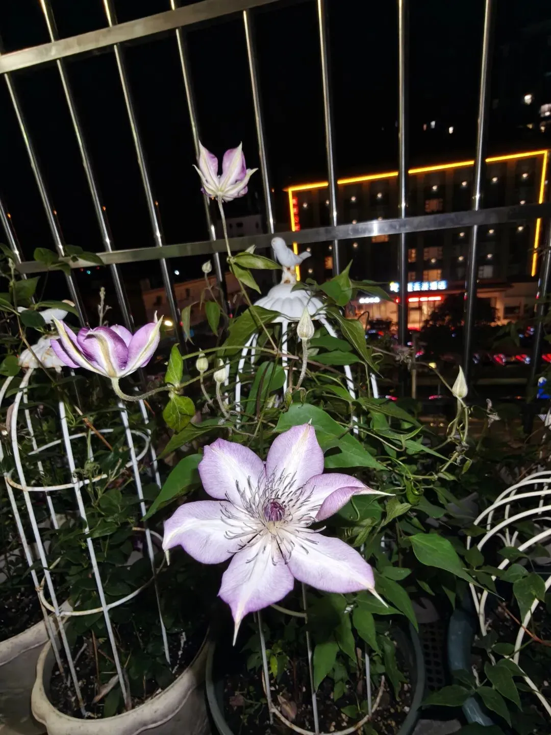 市场圩日(周六)