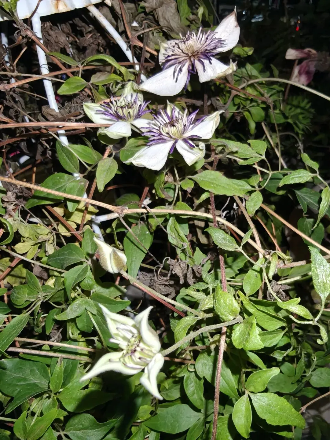 市场圩日(周六)