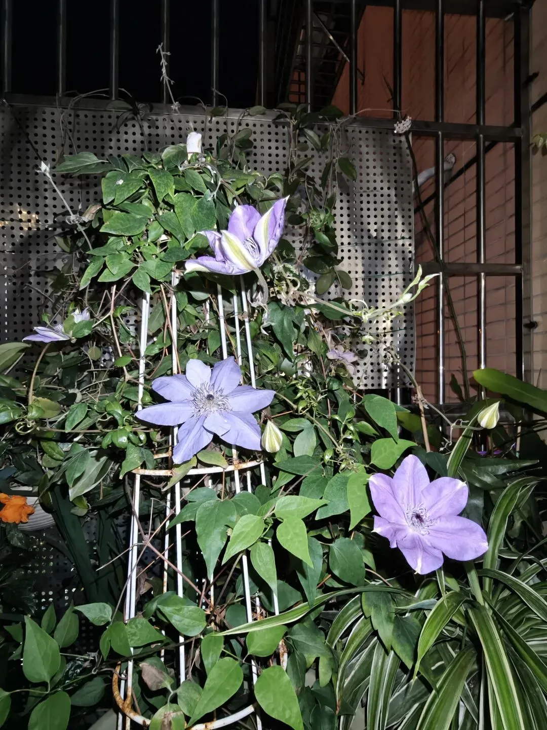 市场圩日(周六)