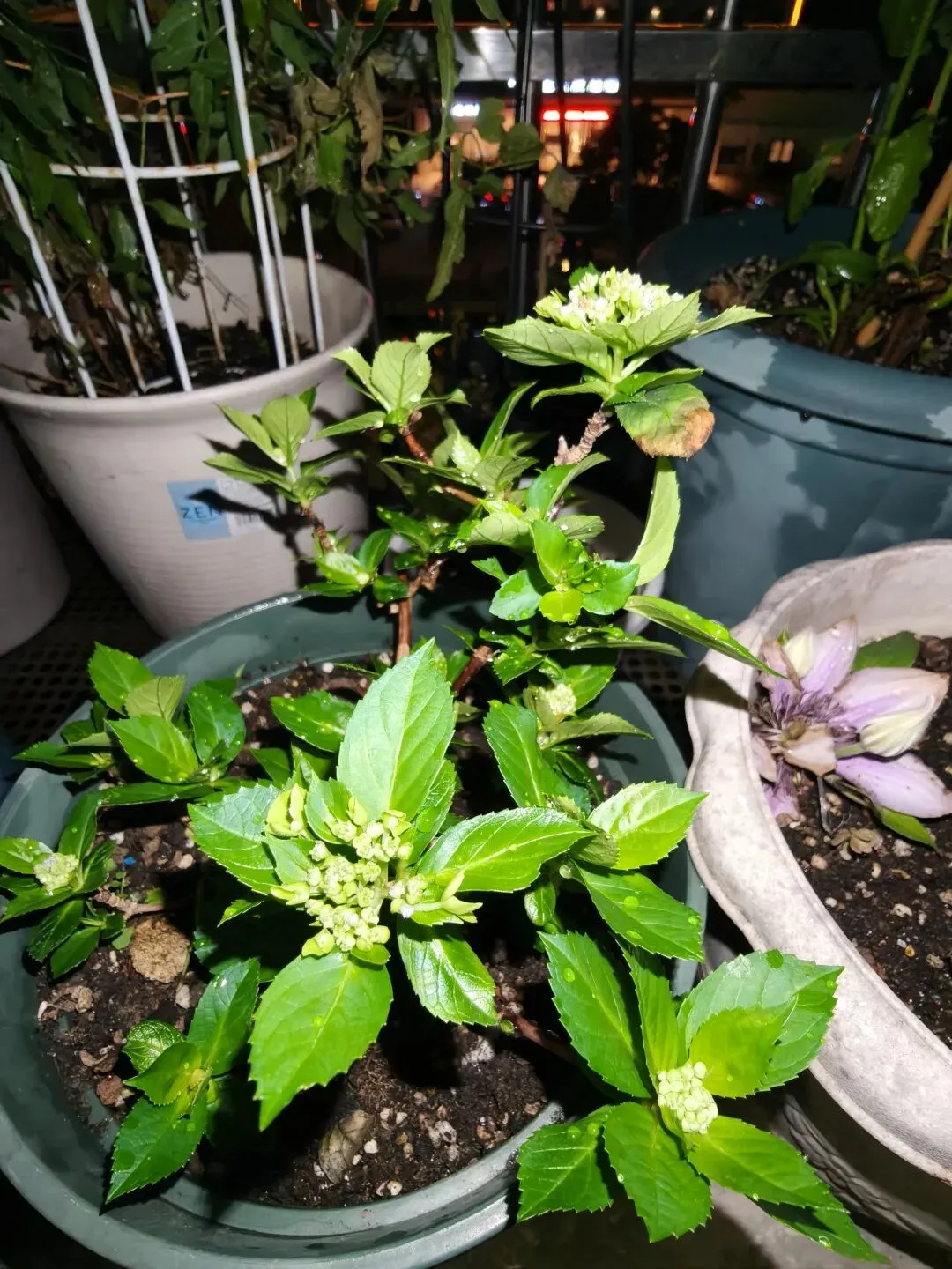 市场圩日(周六)