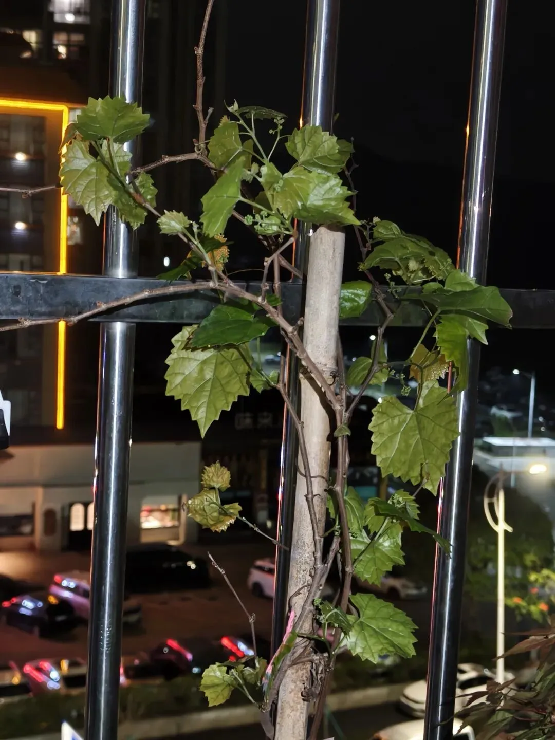 市场圩日(周六)