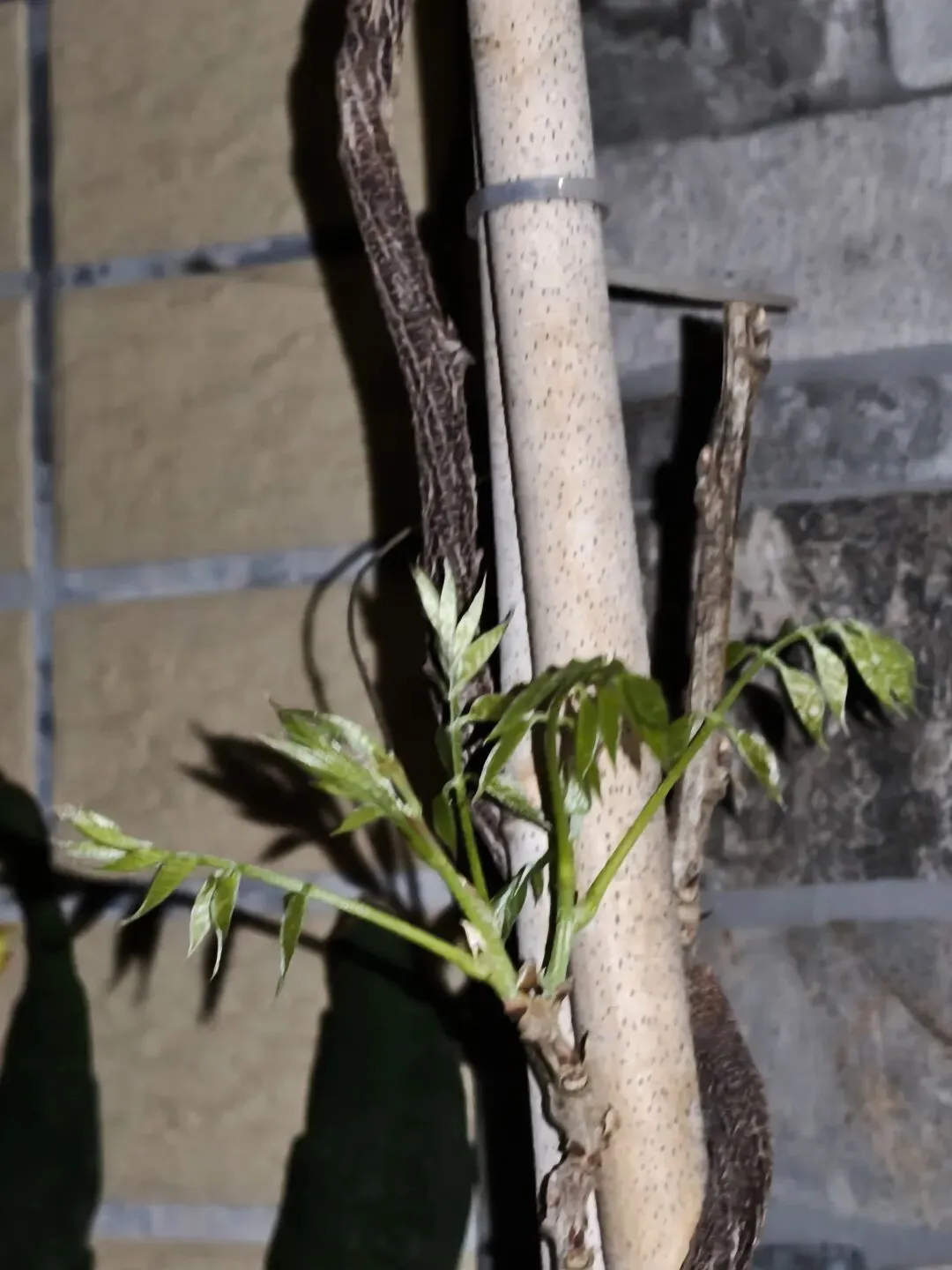 市场圩日(周六)