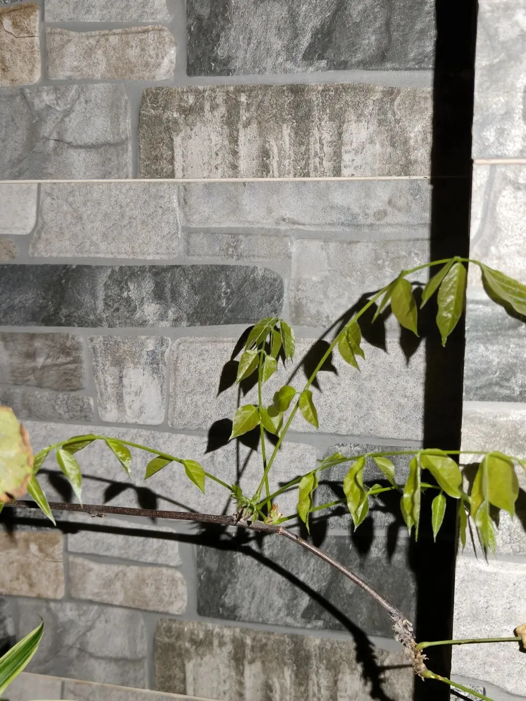 市场圩日(周六)