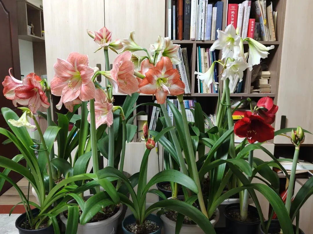 市场圩日(周六)