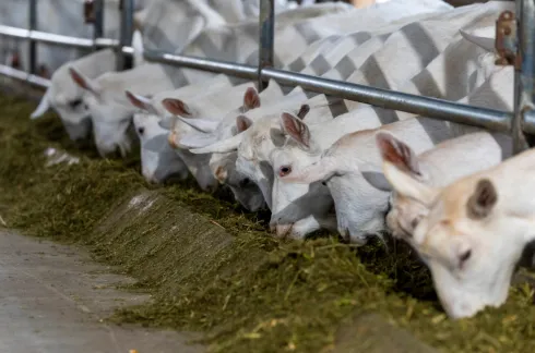 特色乳品 ODM/OEM 自有品牌全案营销