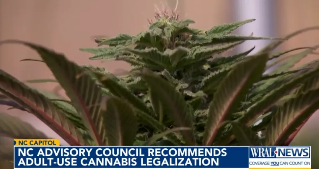 数十亿美元灰色市场待规范,北卡咨询委员会建议面向成人合法化销售大麻