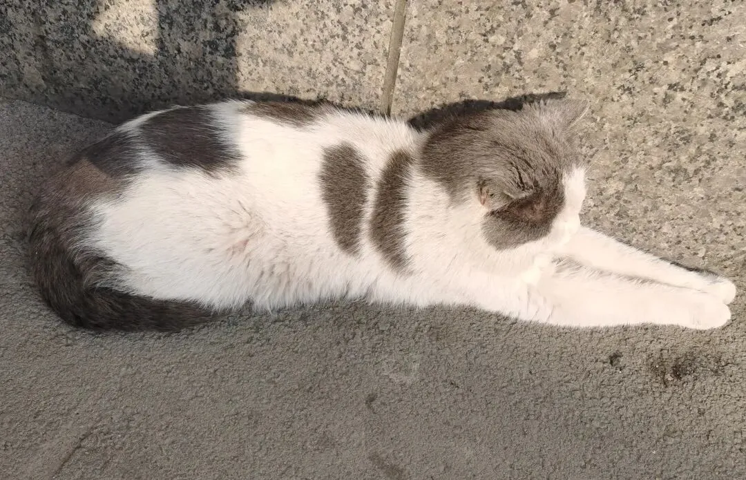 市场里的“老员工”:一只猫的慵懒江湖