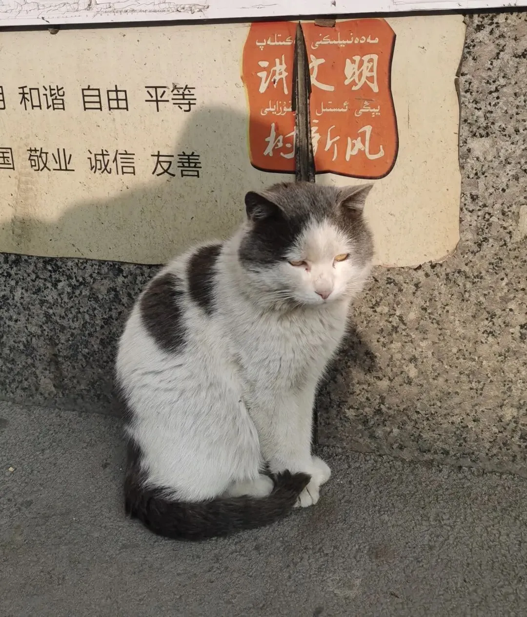 市场里的“老员工”:一只猫的慵懒江湖