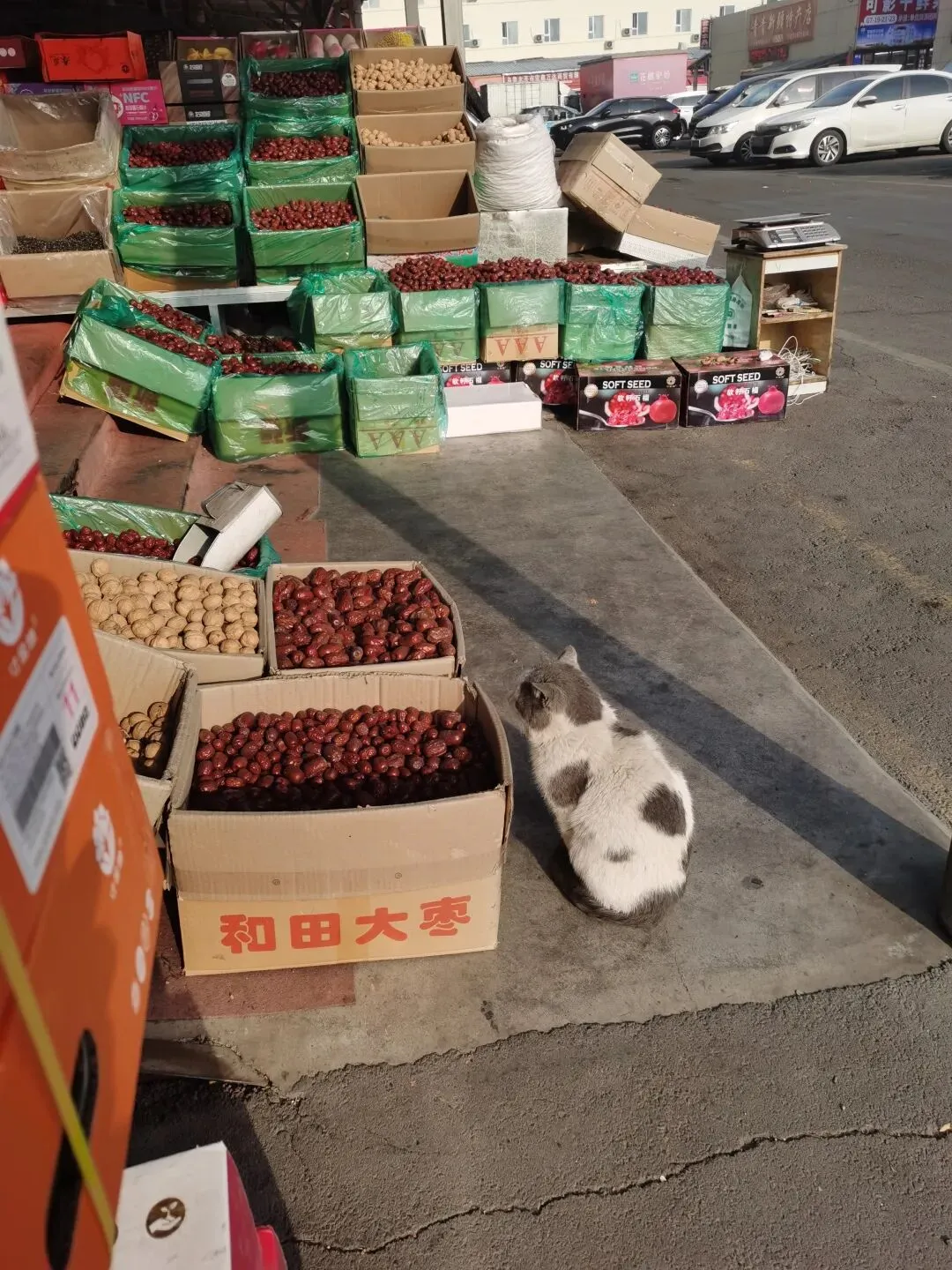 市场里的“老员工”:一只猫的慵懒江湖