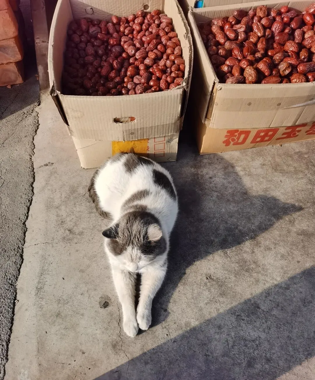 市场里的“老员工”:一只猫的慵懒江湖