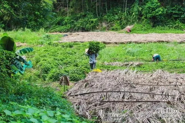 福建书峰青黛:武汉营销中心2026年4月5日对外试营业