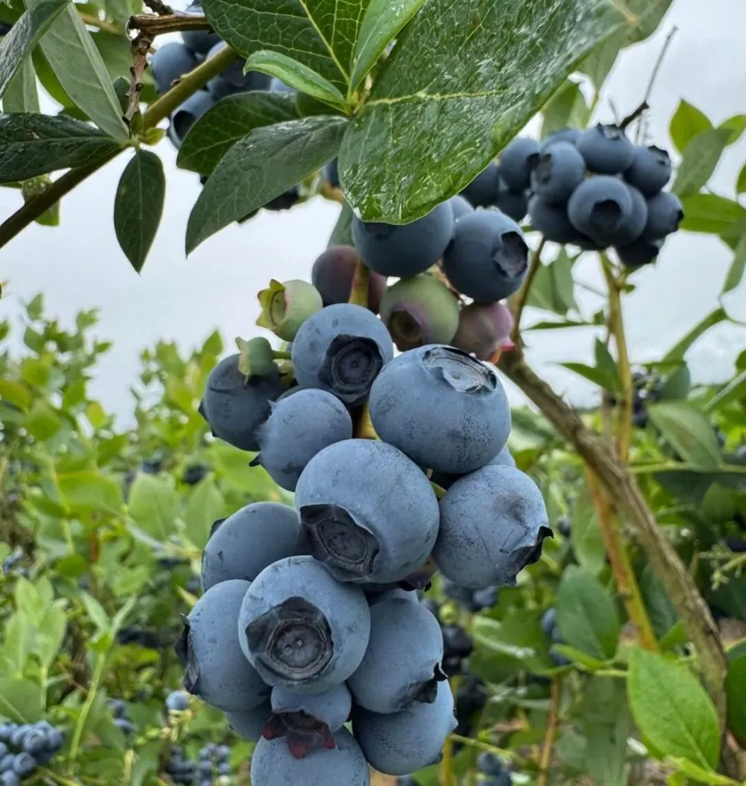蓝莓:是护眼圣果,还是营销噱头?