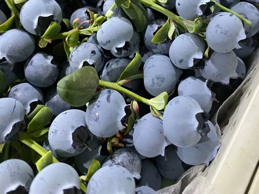 蓝莓:是护眼圣果,还是营销噱头?