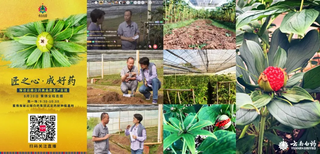 百年品牌牵手直播营销:探秘云南白药匠心坚守