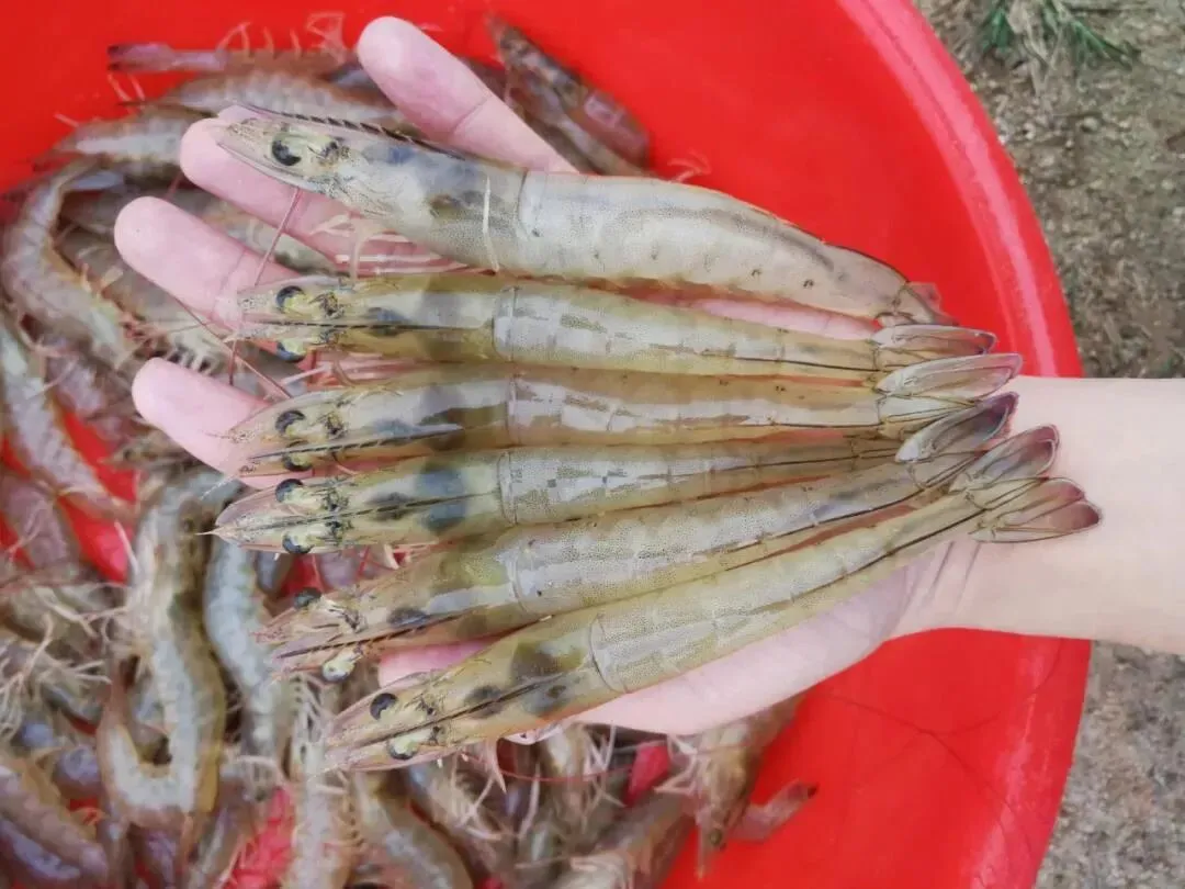 崩盘预警!虾价痛击市场:40头仅12.5元/斤,20头低至15元,养户太难了