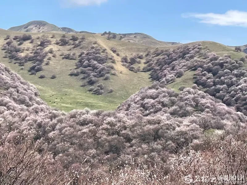 清明假期迎来旅游热潮 新疆文旅市场春日活力迸发