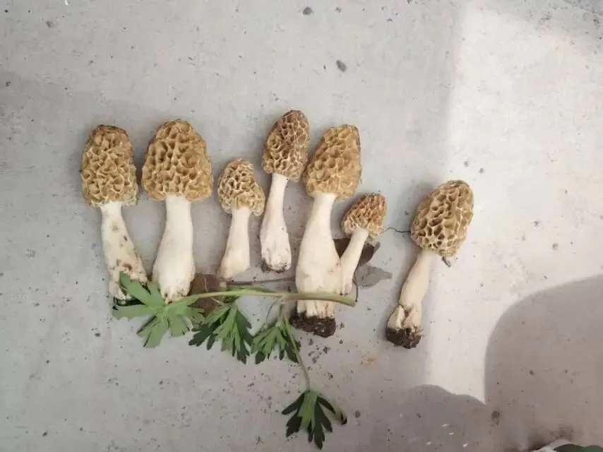 羊肚菌产业分析1234→羊肚菌市场行情与投资风险机会分析