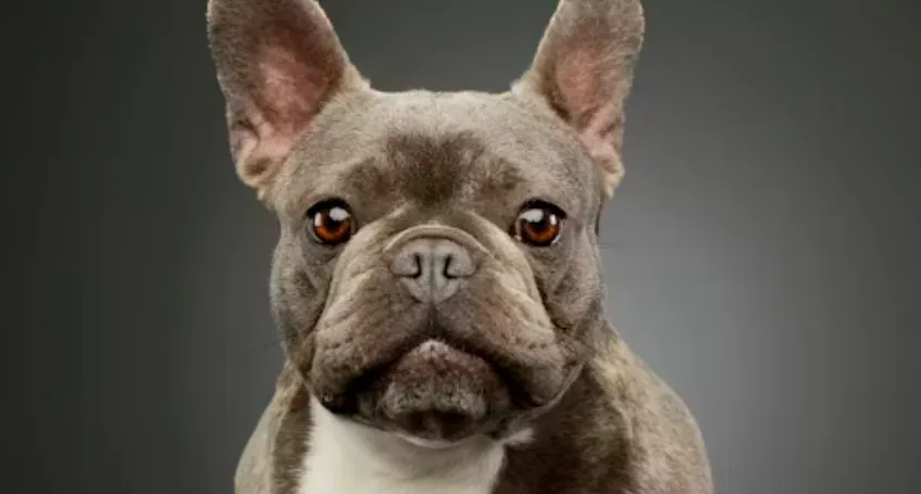 老吉房产营销第121天:和AI沟通房产视频应该做哪些关键词和选题