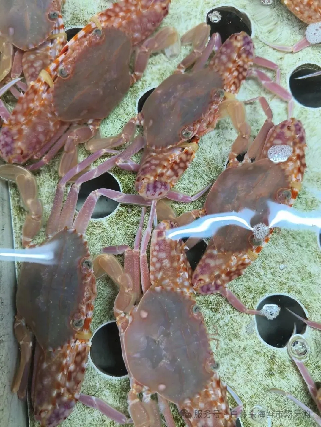 珠海斗门白藤头海鲜批发市场春节期间正常营业吗?2026马年春节珠海白藤头海鲜全攻略:鲜货在线,配送直达!