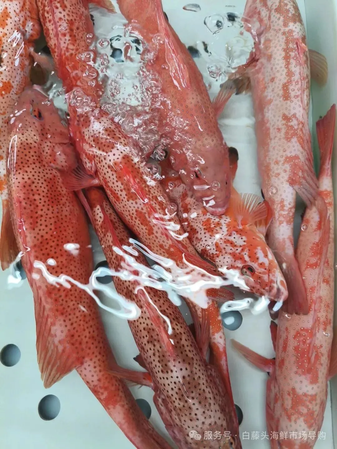 珠海斗门白藤头海鲜批发市场春节期间正常营业吗?2026马年春节珠海白藤头海鲜全攻略:鲜货在线,配送直达!