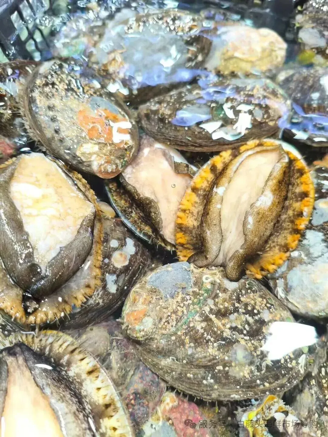 珠海斗门白藤头海鲜批发市场春节期间正常营业吗?2026马年春节珠海白藤头海鲜全攻略:鲜货在线,配送直达!