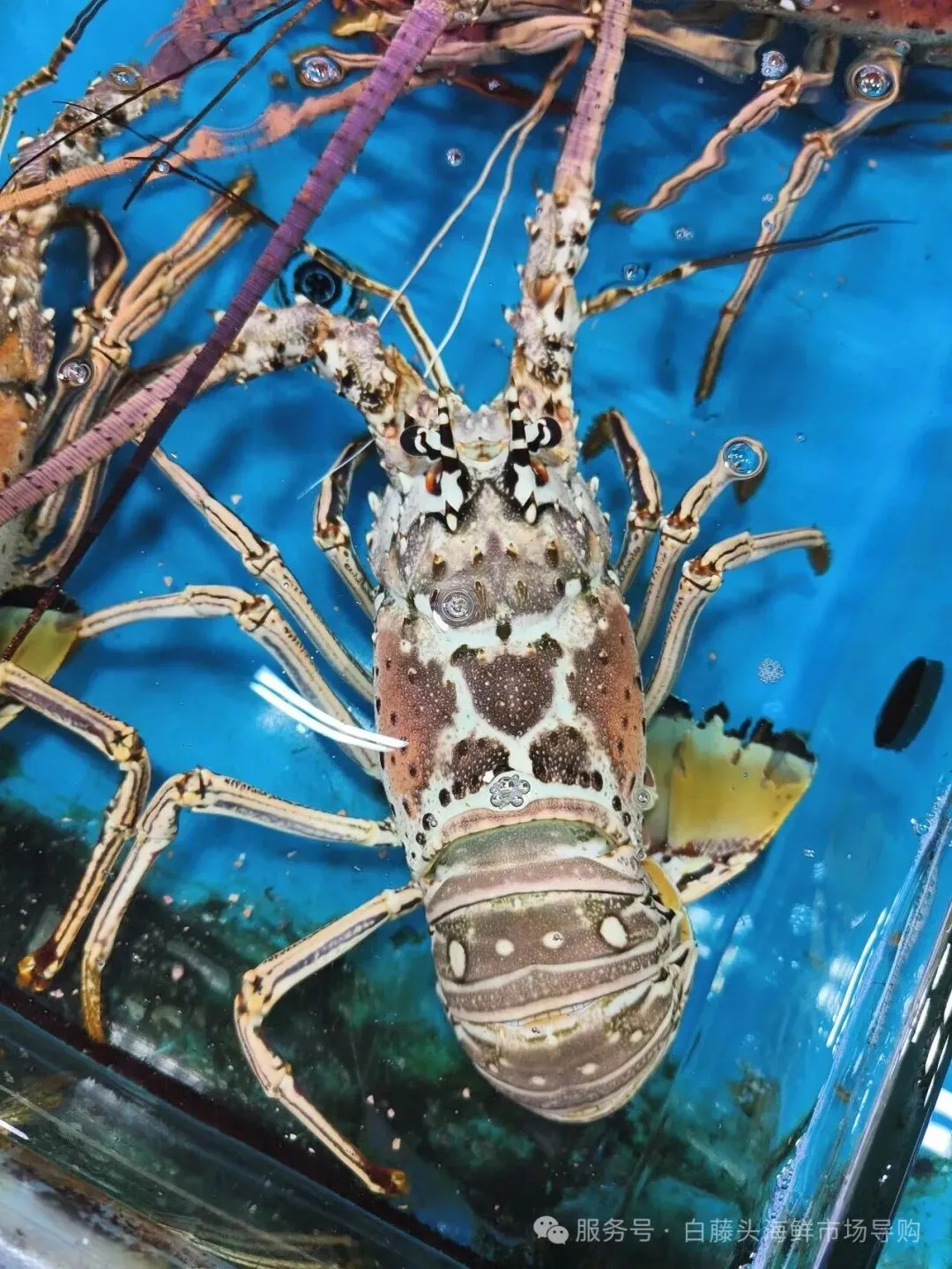 珠海斗门白藤头海鲜批发市场春节期间正常营业吗?2026马年春节珠海白藤头海鲜全攻略:鲜货在线,配送直达!